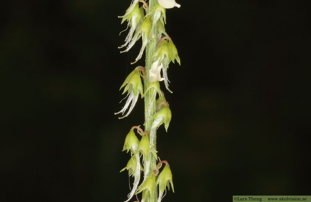 Vit sötväppling, Melilotus albus