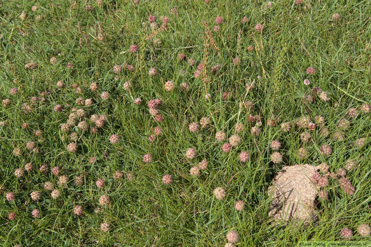 Backklöver, Trifolium montanum