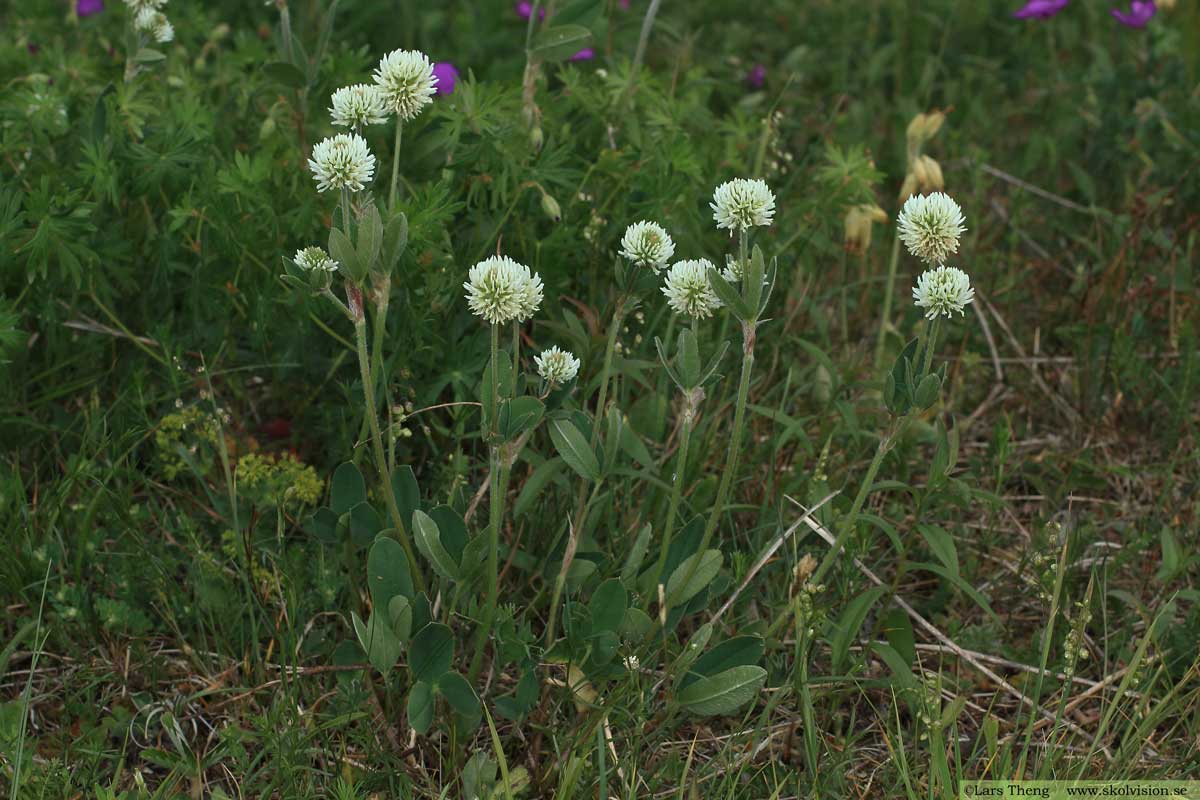 Backklöver, Trifolium montanum