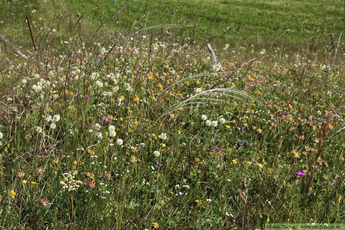 Backklöver, Trifolium montanum