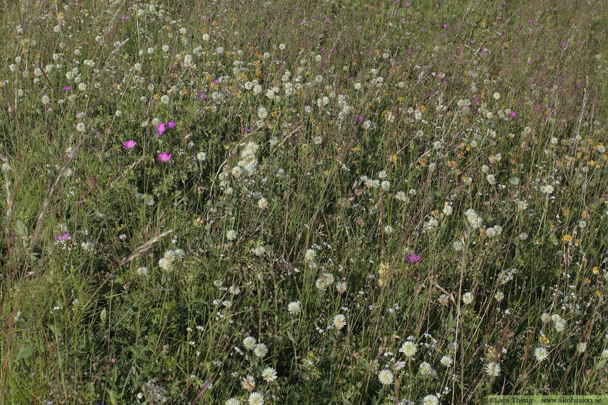 Backklöver, Trifolium montanum