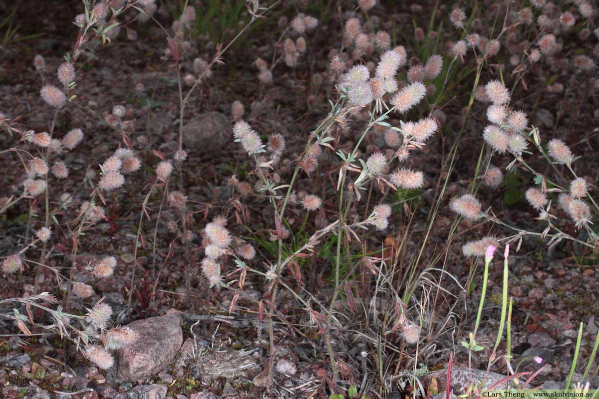 Harklöver, Trifolium arvense