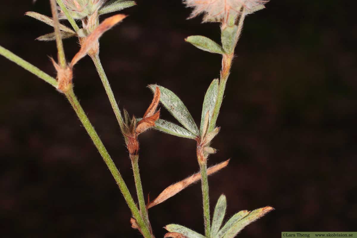 Harklöver, Trifolium arvense