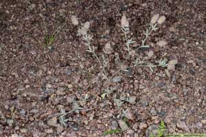 Harklöver, Trifolium arvense