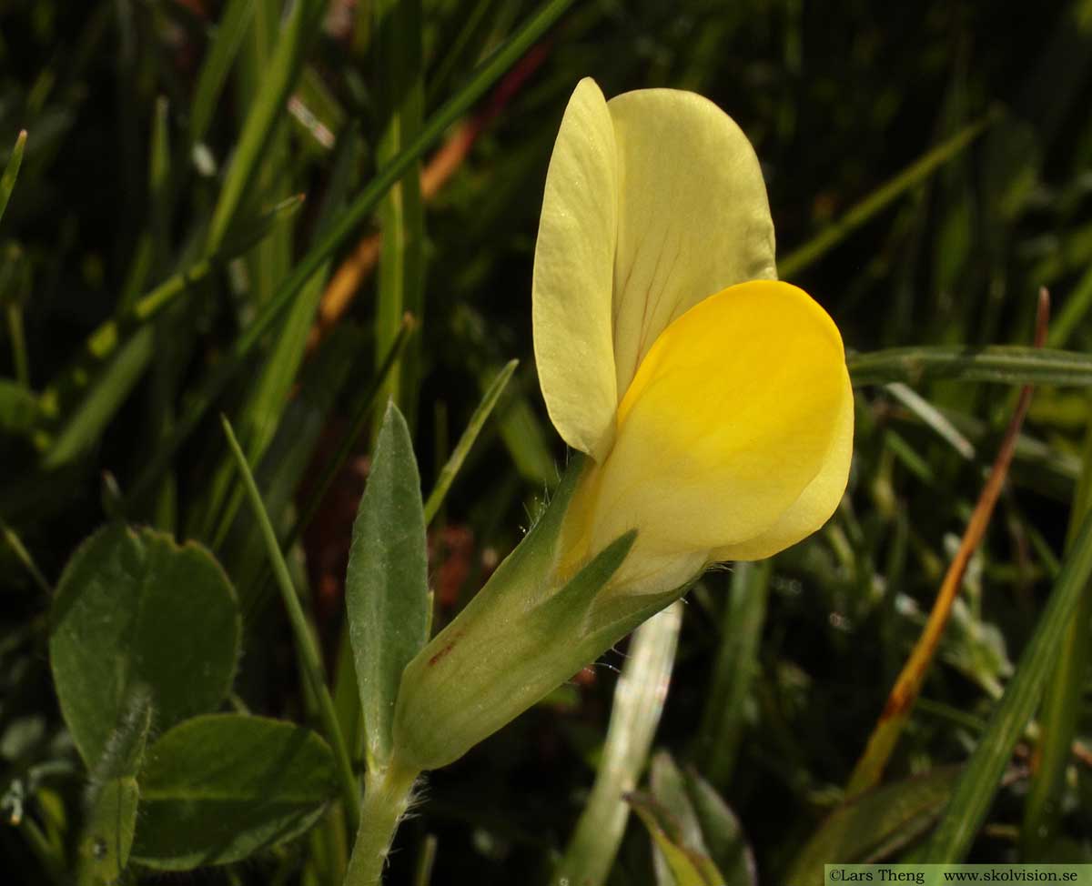 Klöverärt, Lotus maritimus