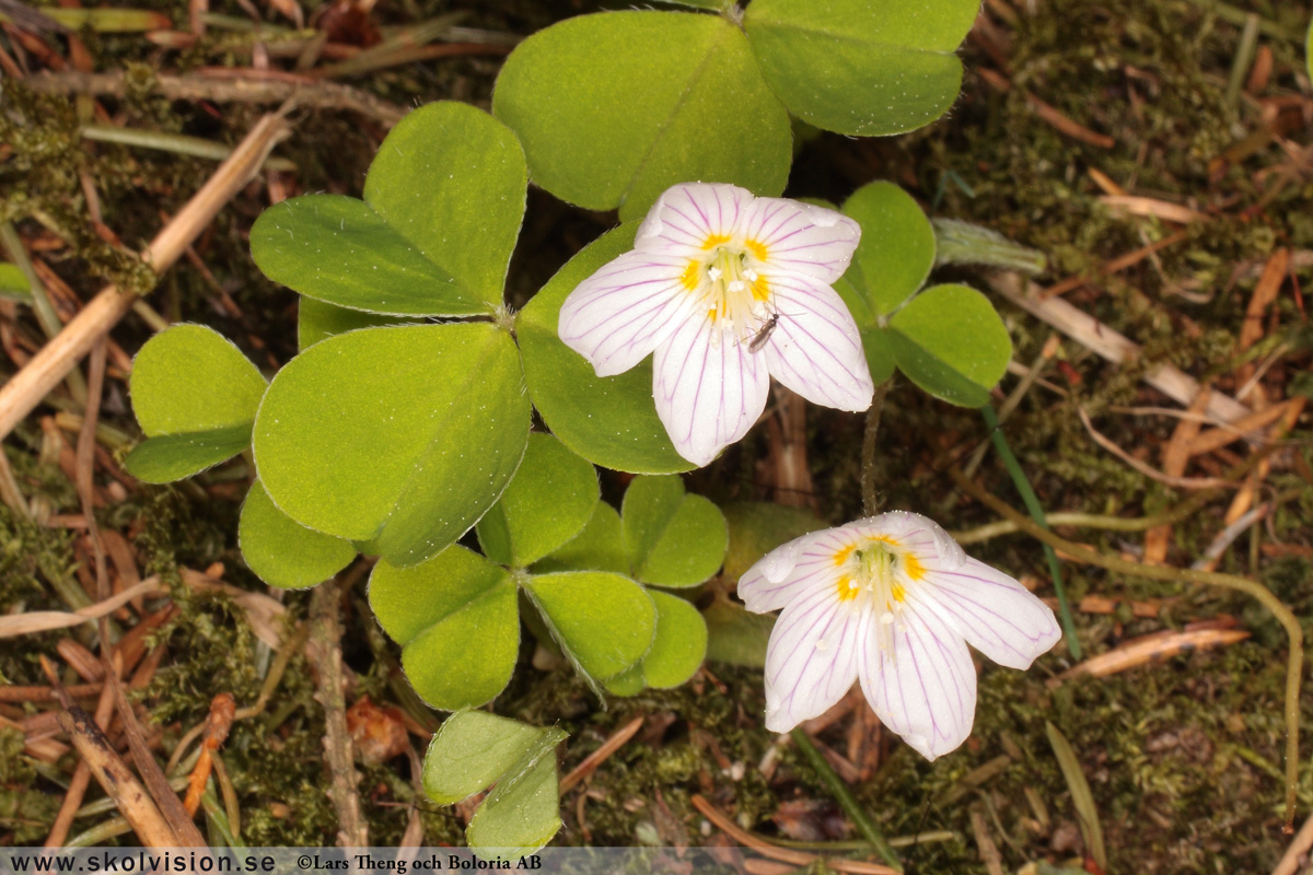 Klöverärt, Lotus maritimus