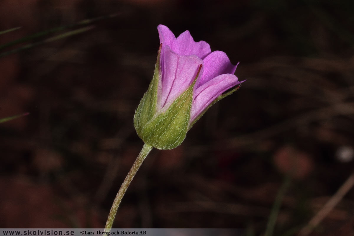 Duvnäva, Geranium columbinum