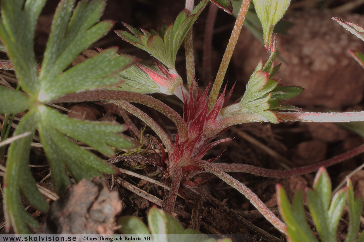 Duvnäva, Geranium columbinum