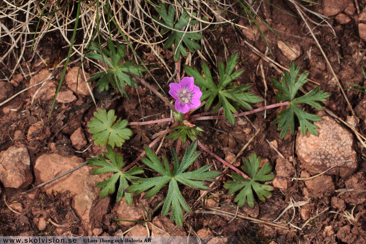 Duvnäva, Geranium columbinum