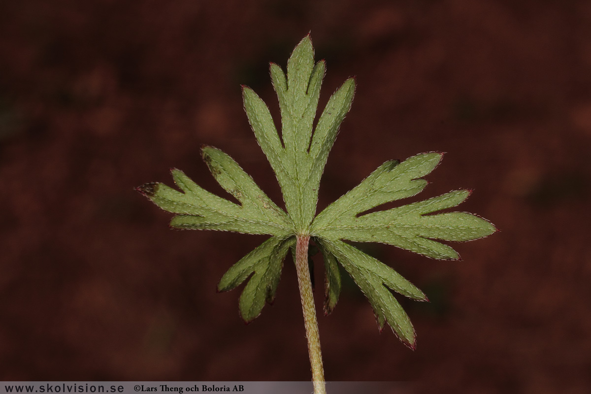 Duvnäva, Geranium columbinum