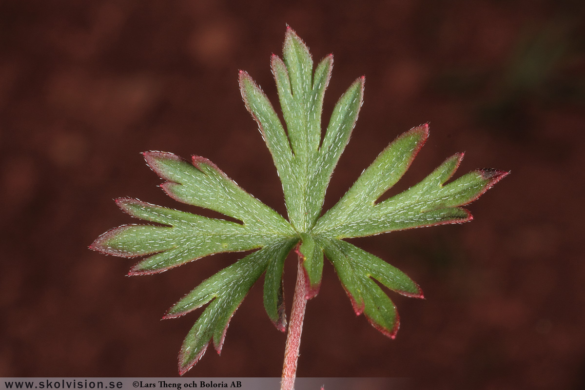 Duvnäva, Geranium columbinum