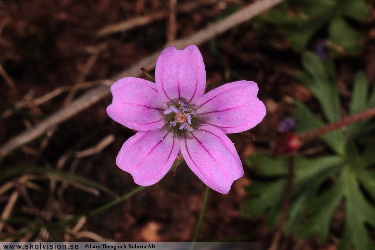 Duvnäva, Geranium columbinum