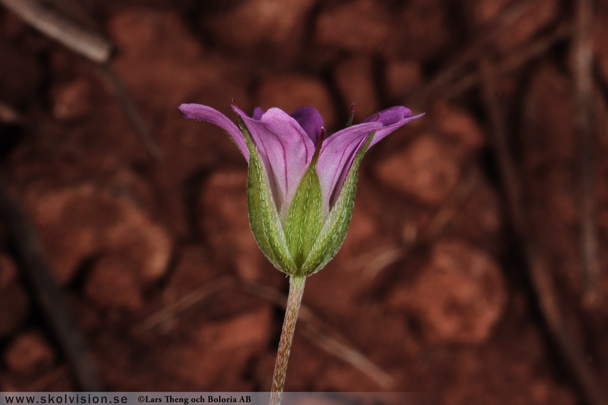 Duvnäva, Geranium columbinum