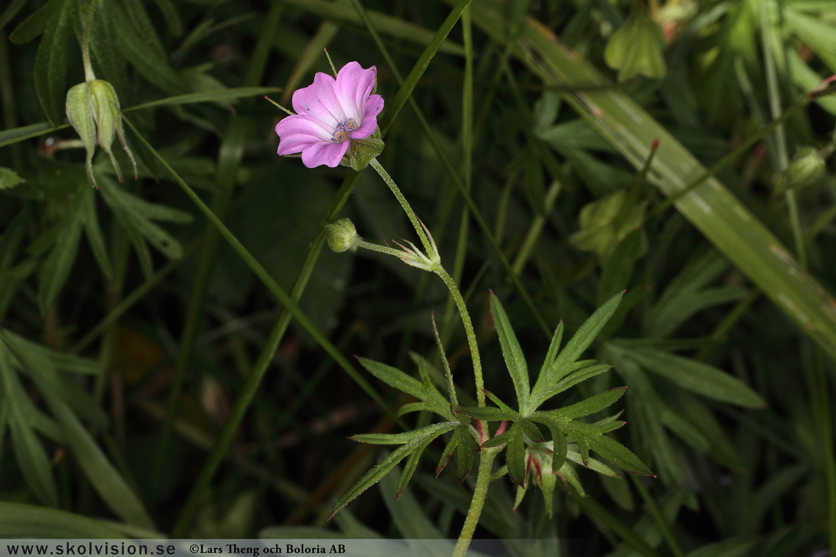 Duvnäva, Geranium columbinum