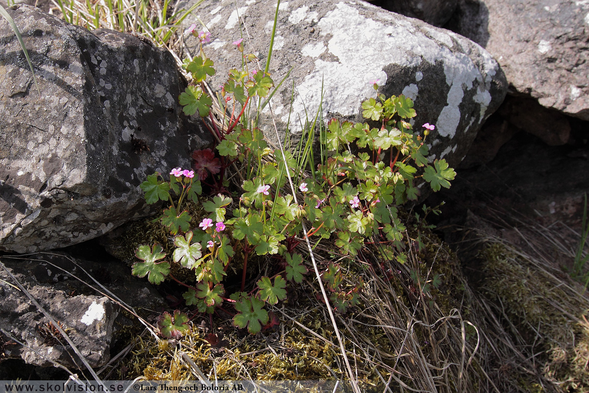 Duvnäva, Geranium columbinum