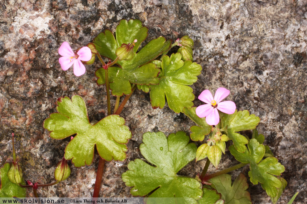 Duvnäva, Geranium columbinum