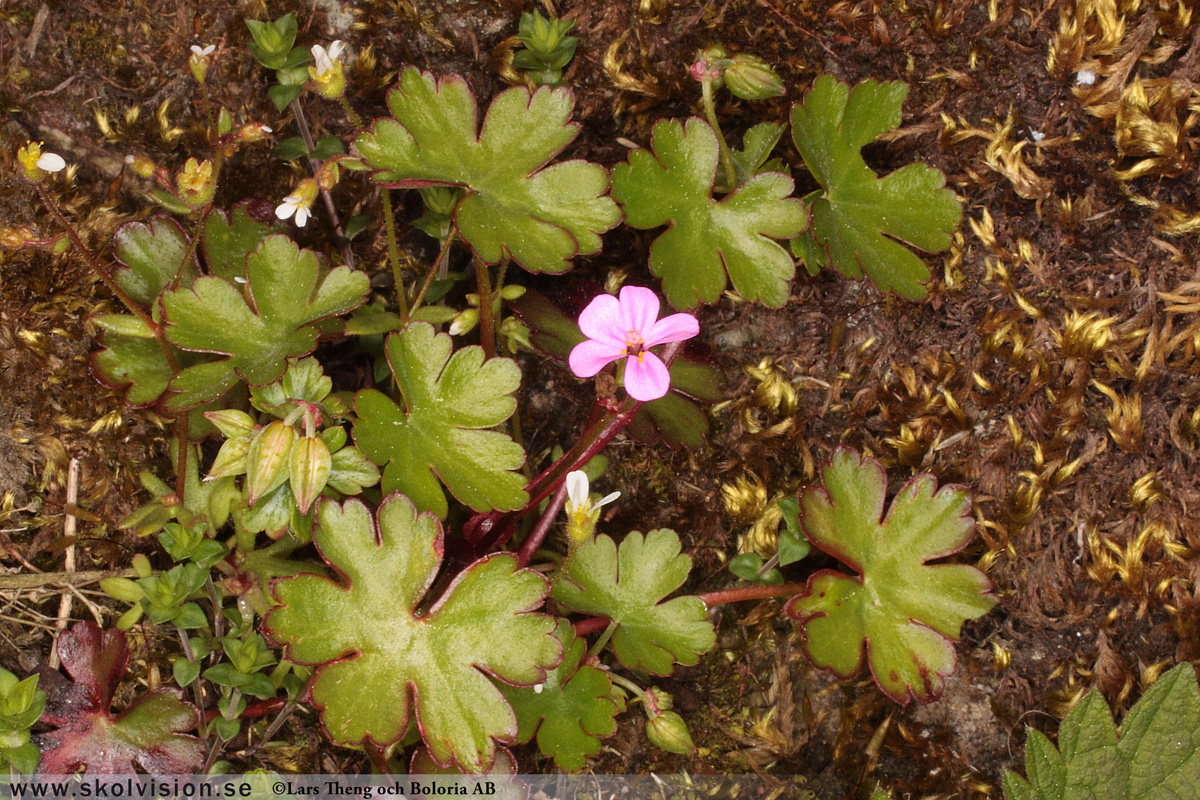 Duvnäva, Geranium columbinum