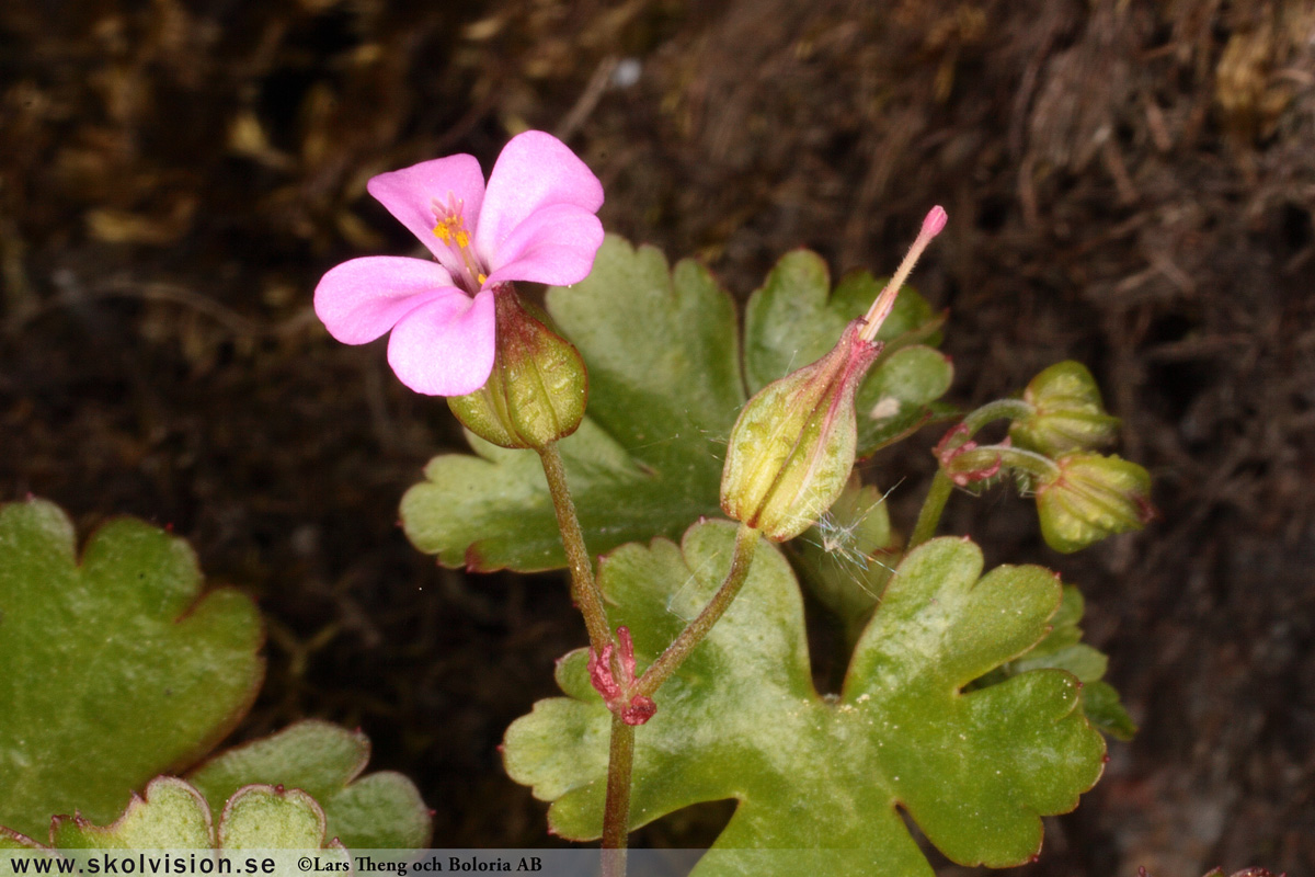 Duvnäva, Geranium columbinum