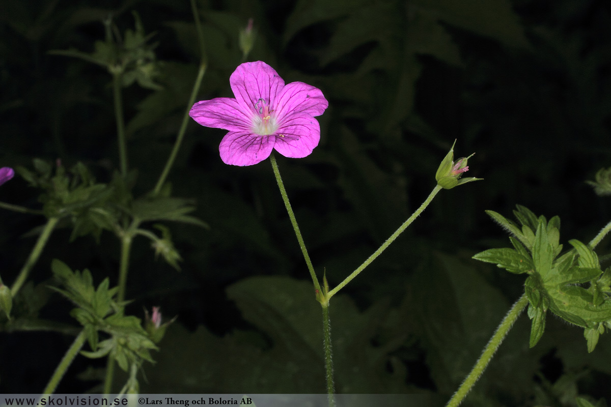 Duvnäva, Geranium columbinum