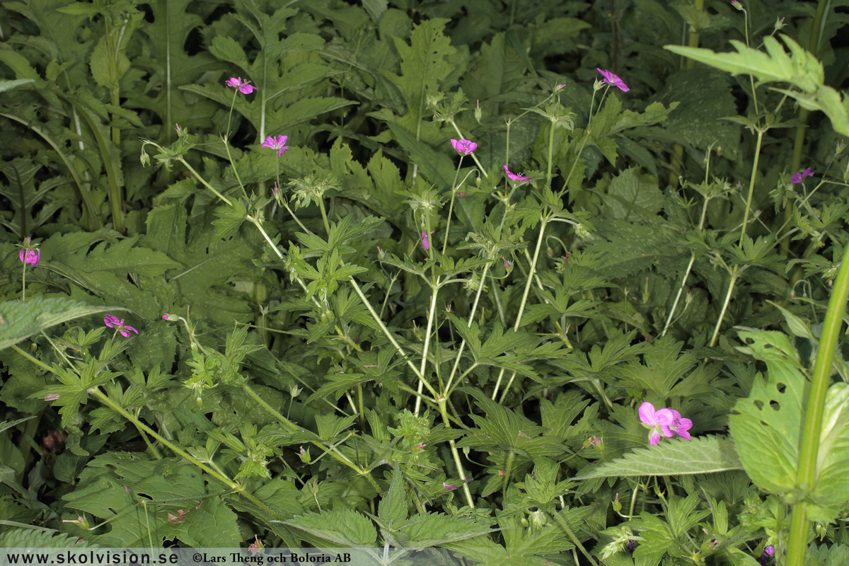 Duvnäva, Geranium columbinum