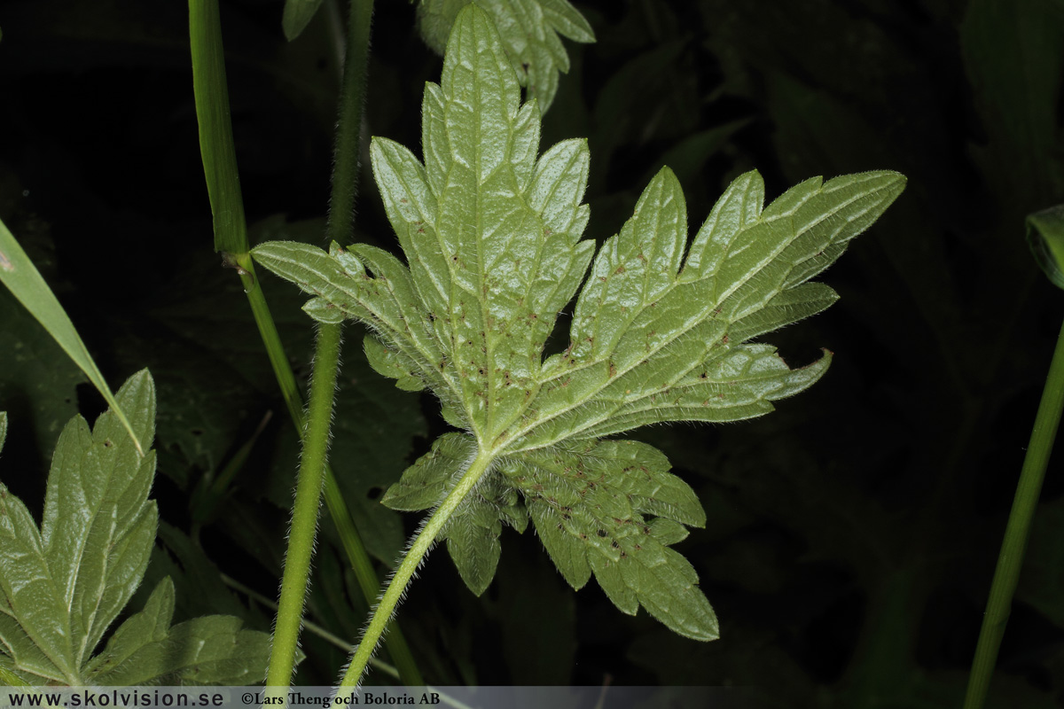 Duvnäva, Geranium columbinum