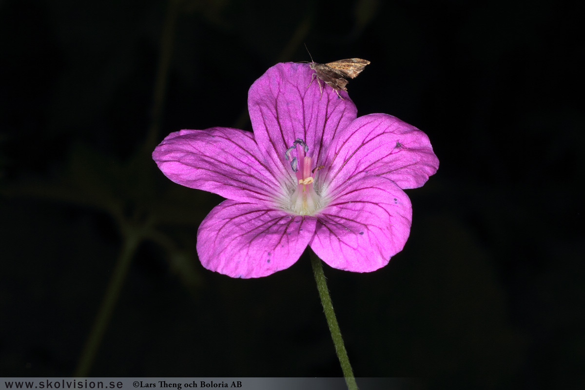 Duvnäva, Geranium columbinum