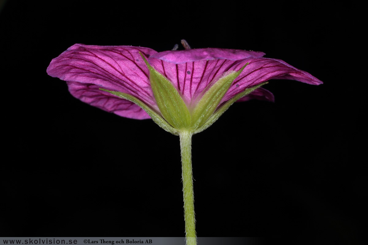 Duvnäva, Geranium columbinum