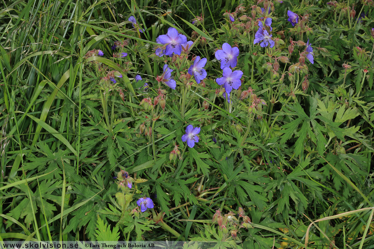 Ängsnäva, Geranium pratense