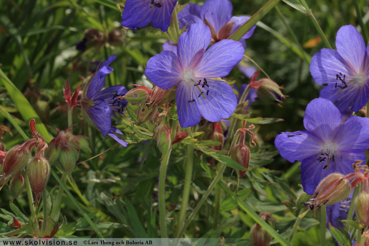 Ängsnäva, Geranium pratense