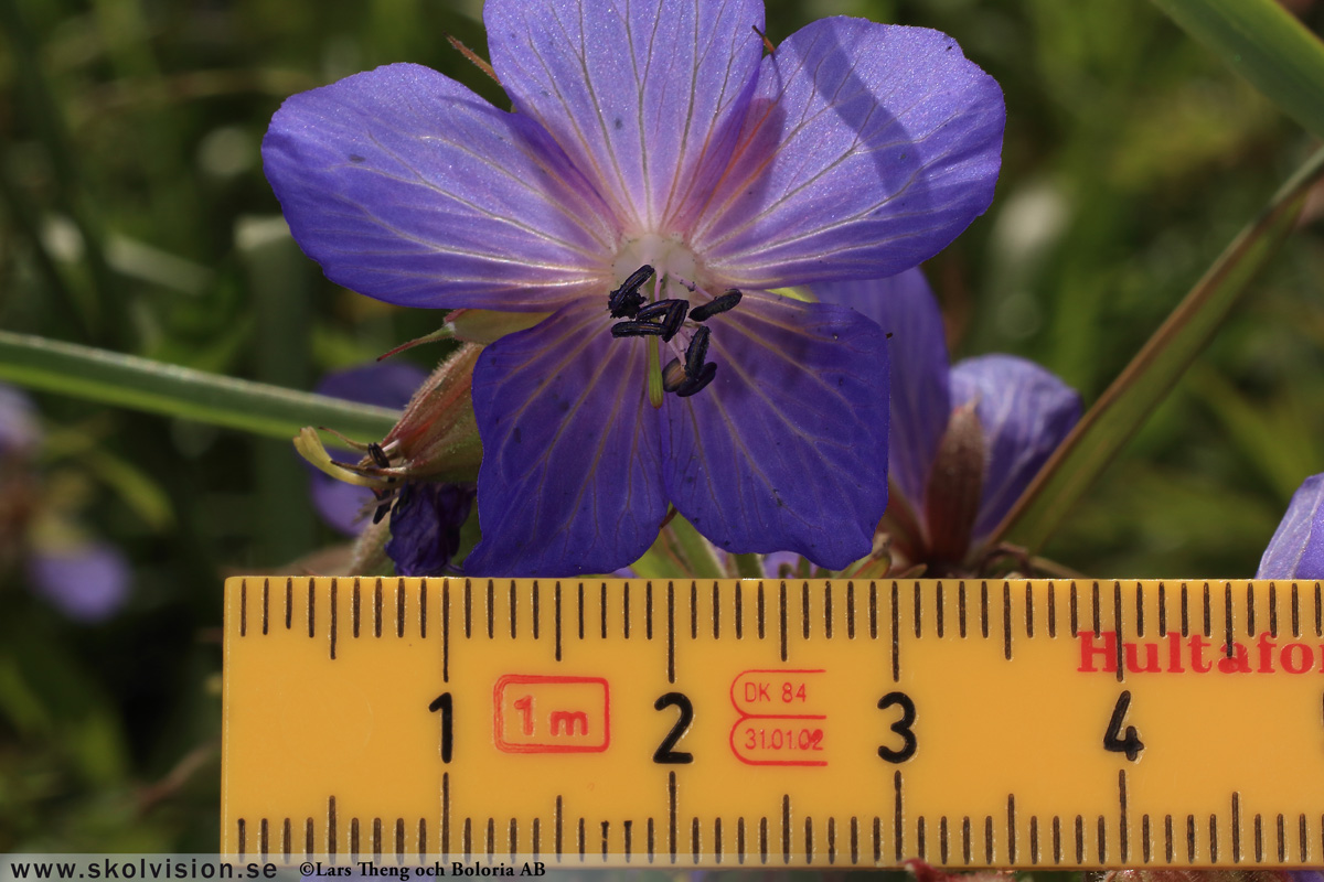 Ängsnäva, Geranium pratense