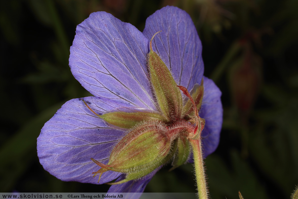 Ängsnäva, Geranium pratense