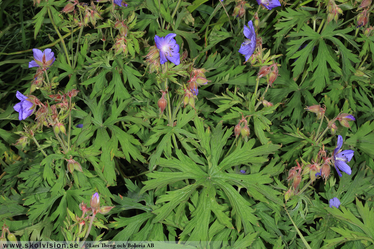 Ängsnäva, Geranium pratense