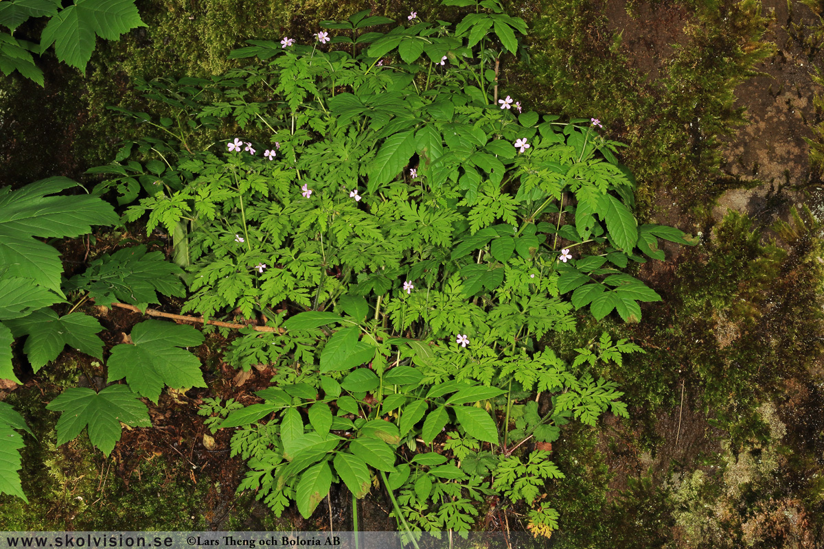 Ängsnäva, Geranium pratense