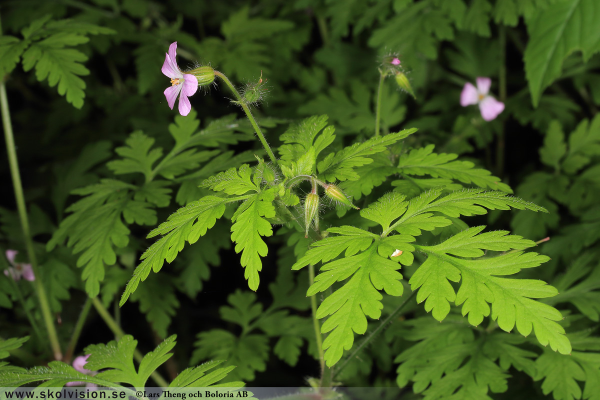 Ängsnäva, Geranium pratense