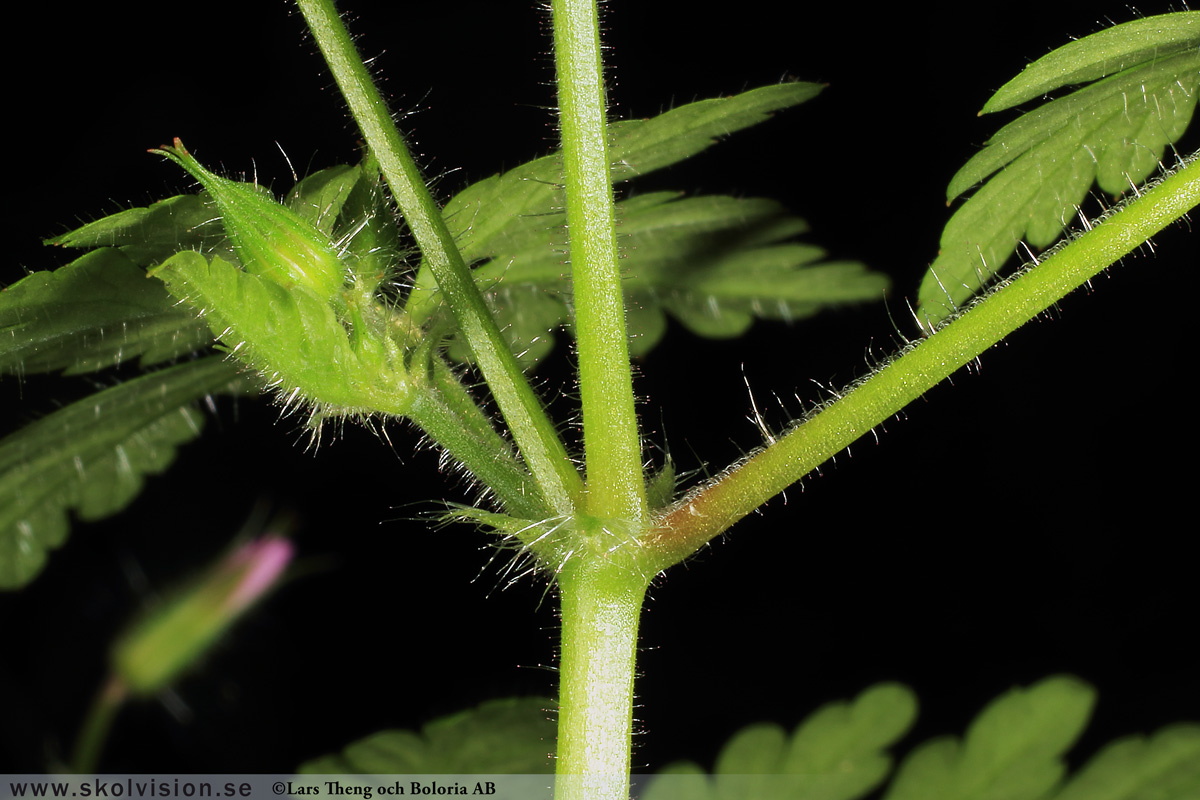 Ängsnäva, Geranium pratense