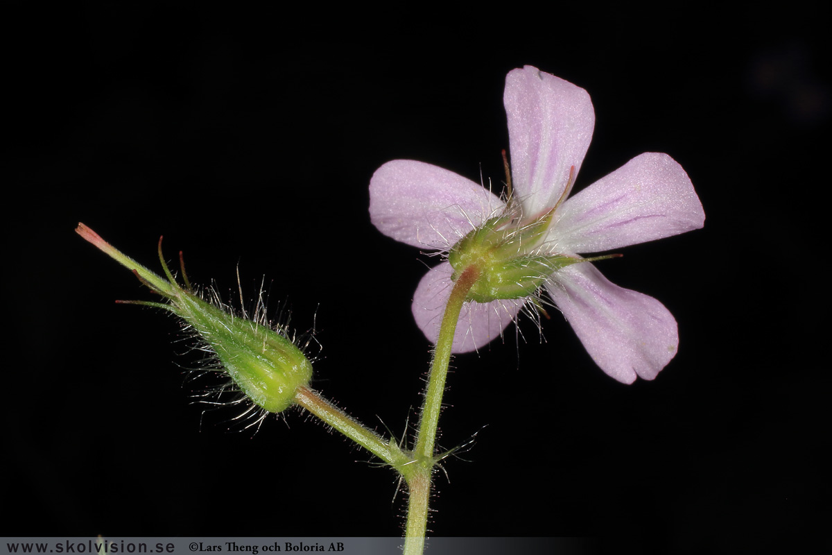 Ängsnäva, Geranium pratense