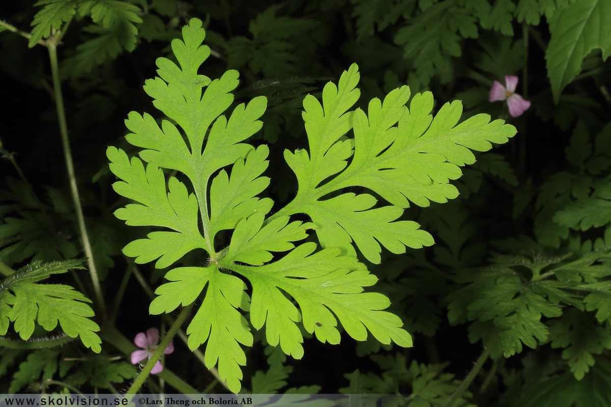 Ängsnäva, Geranium pratense