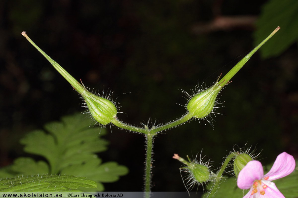 Ängsnäva, Geranium pratense