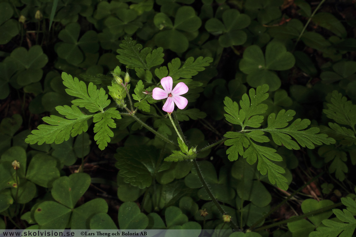 Ängsnäva, Geranium pratense