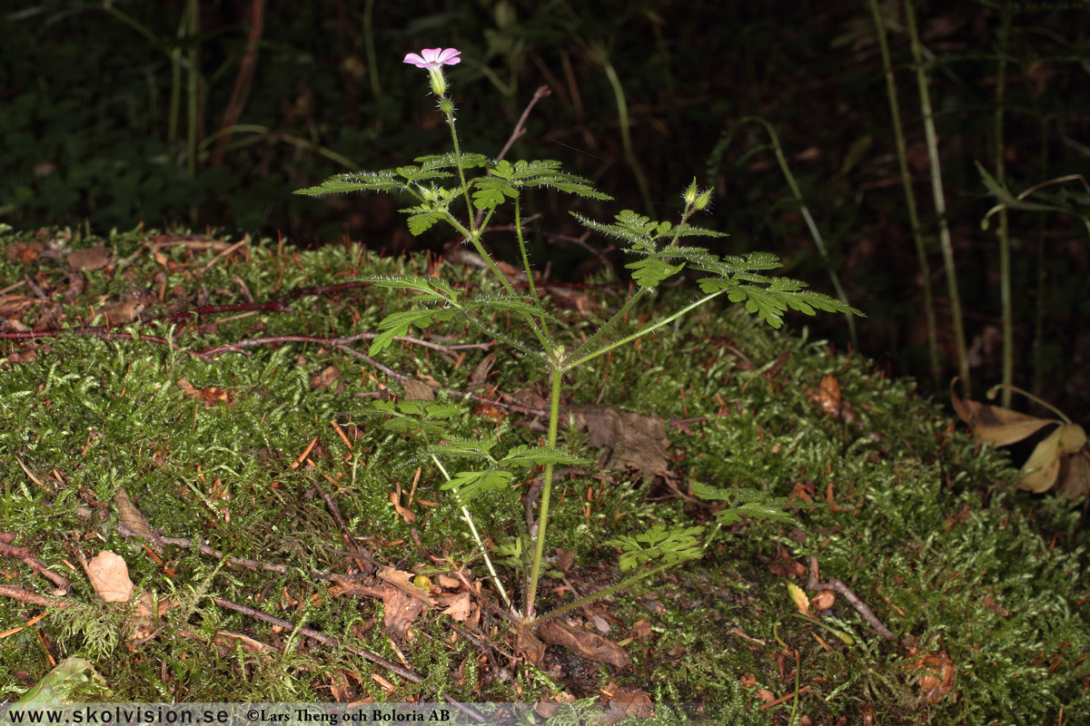 Ängsnäva, Geranium pratense