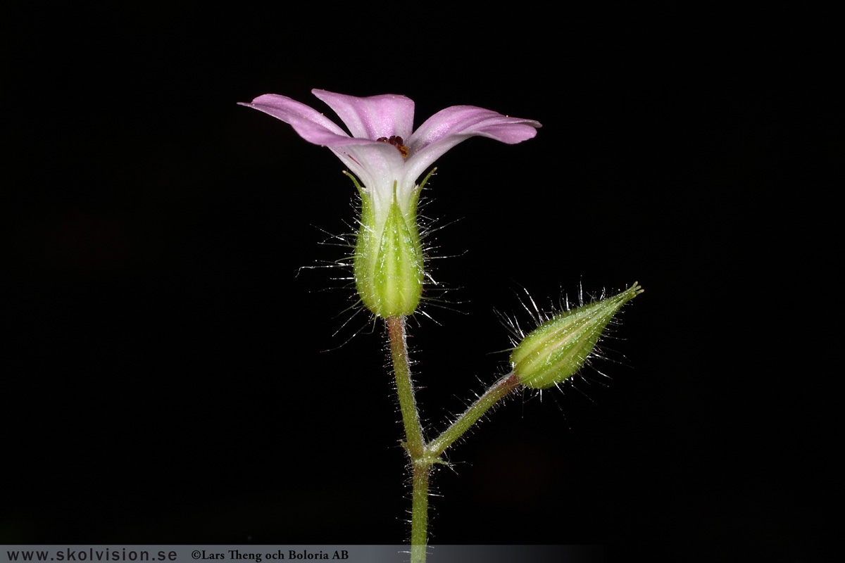 Ängsnäva, Geranium pratense