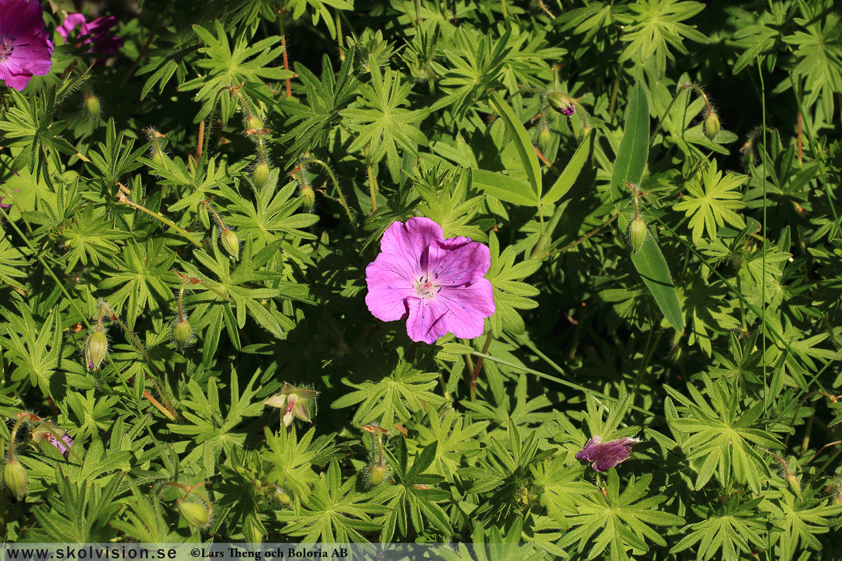 Ängsnäva, Geranium pratense