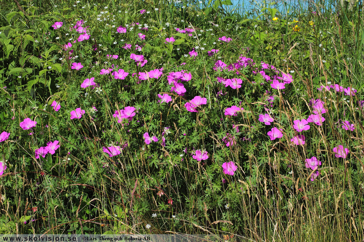 Ängsnäva, Geranium pratense