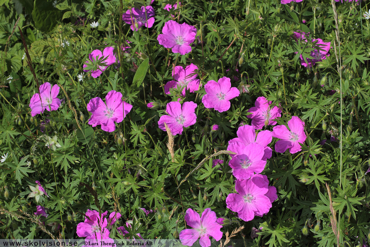 Ängsnäva, Geranium pratense