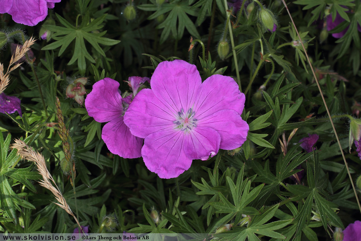 Ängsnäva, Geranium pratense