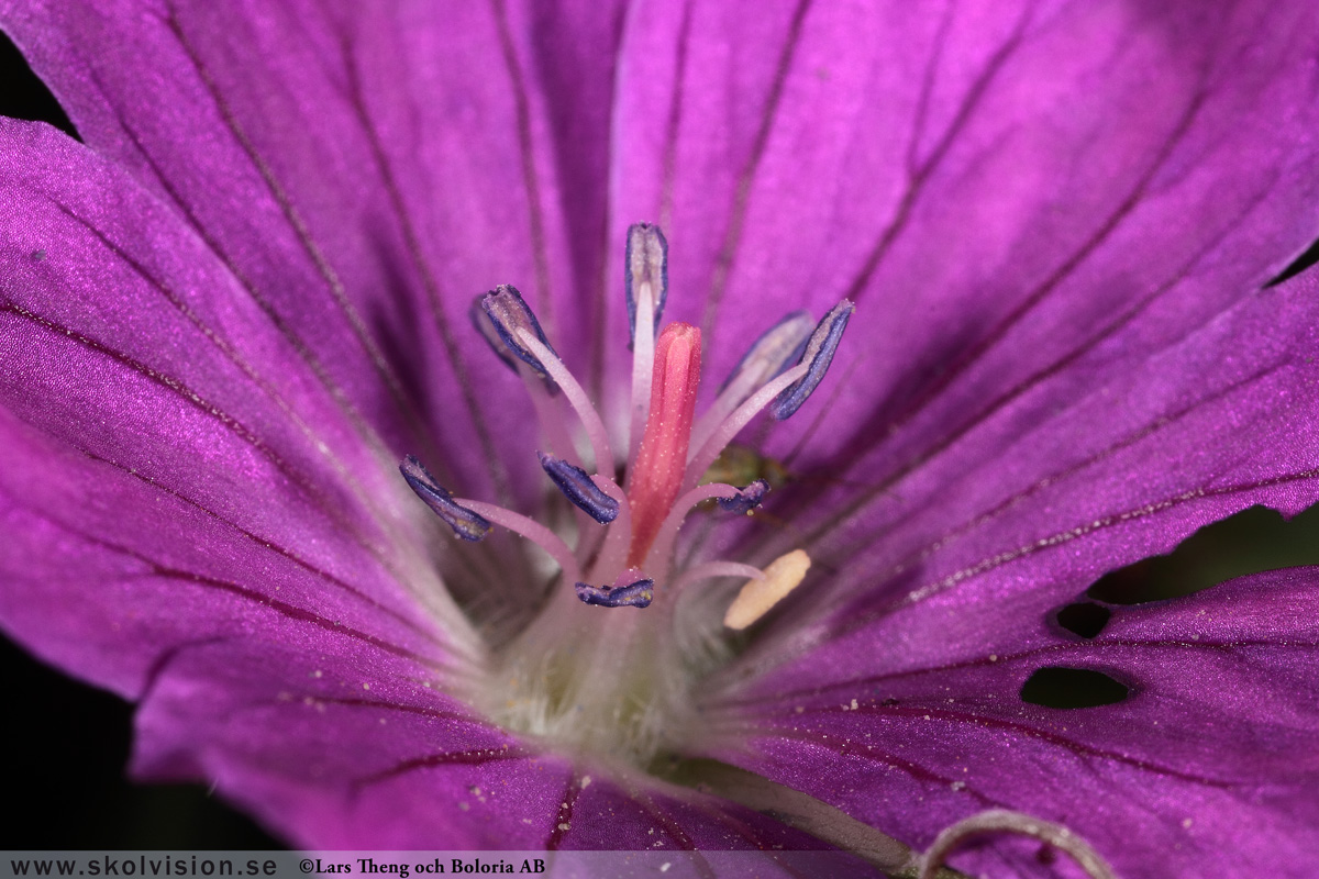 Ängsnäva, Geranium pratense