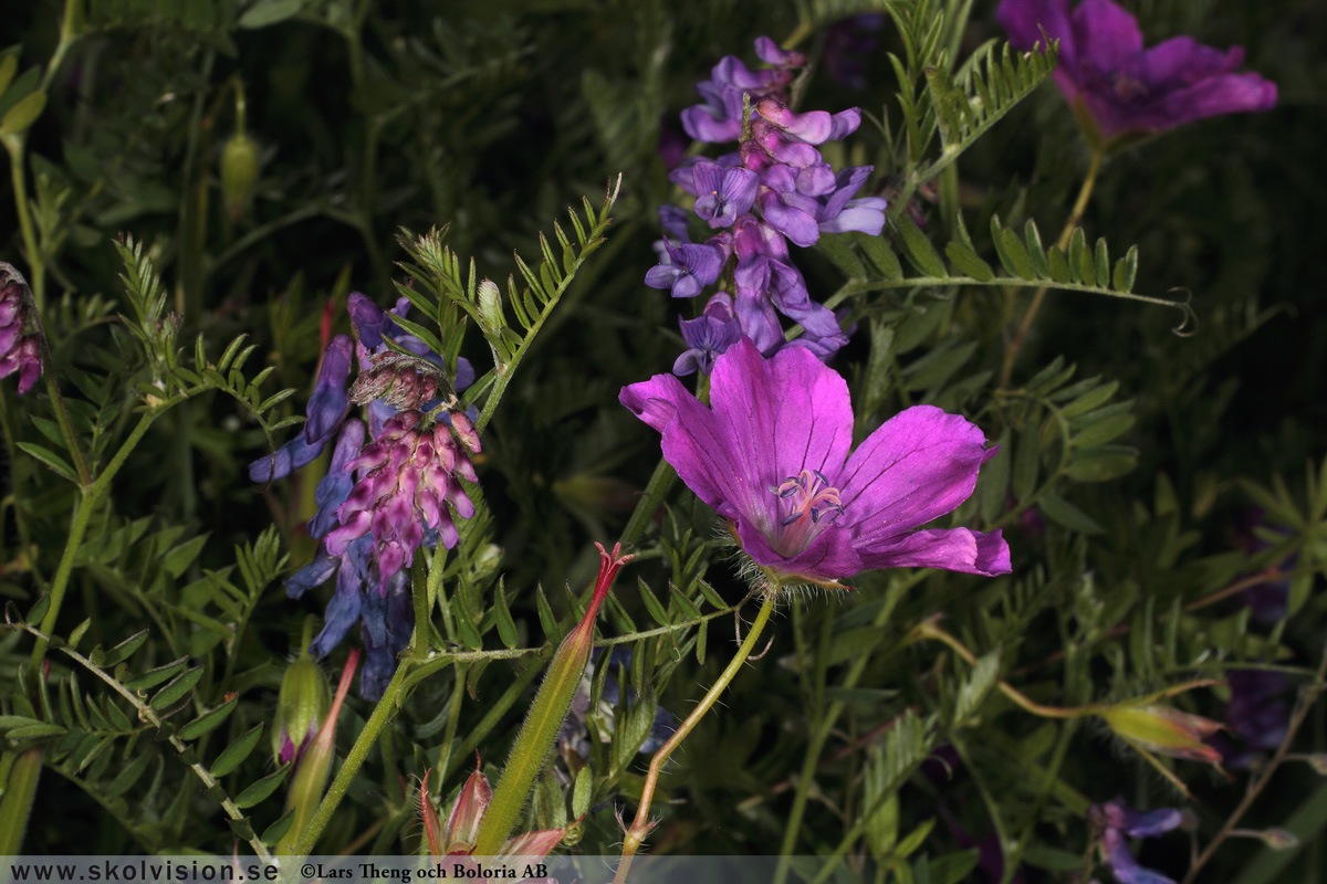 Ängsnäva, Geranium pratense