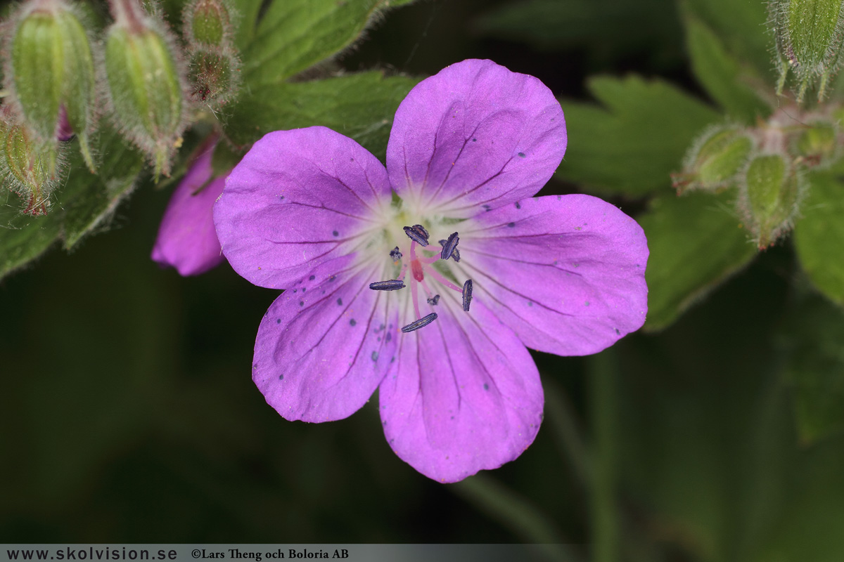 Ängsnäva, Geranium pratense