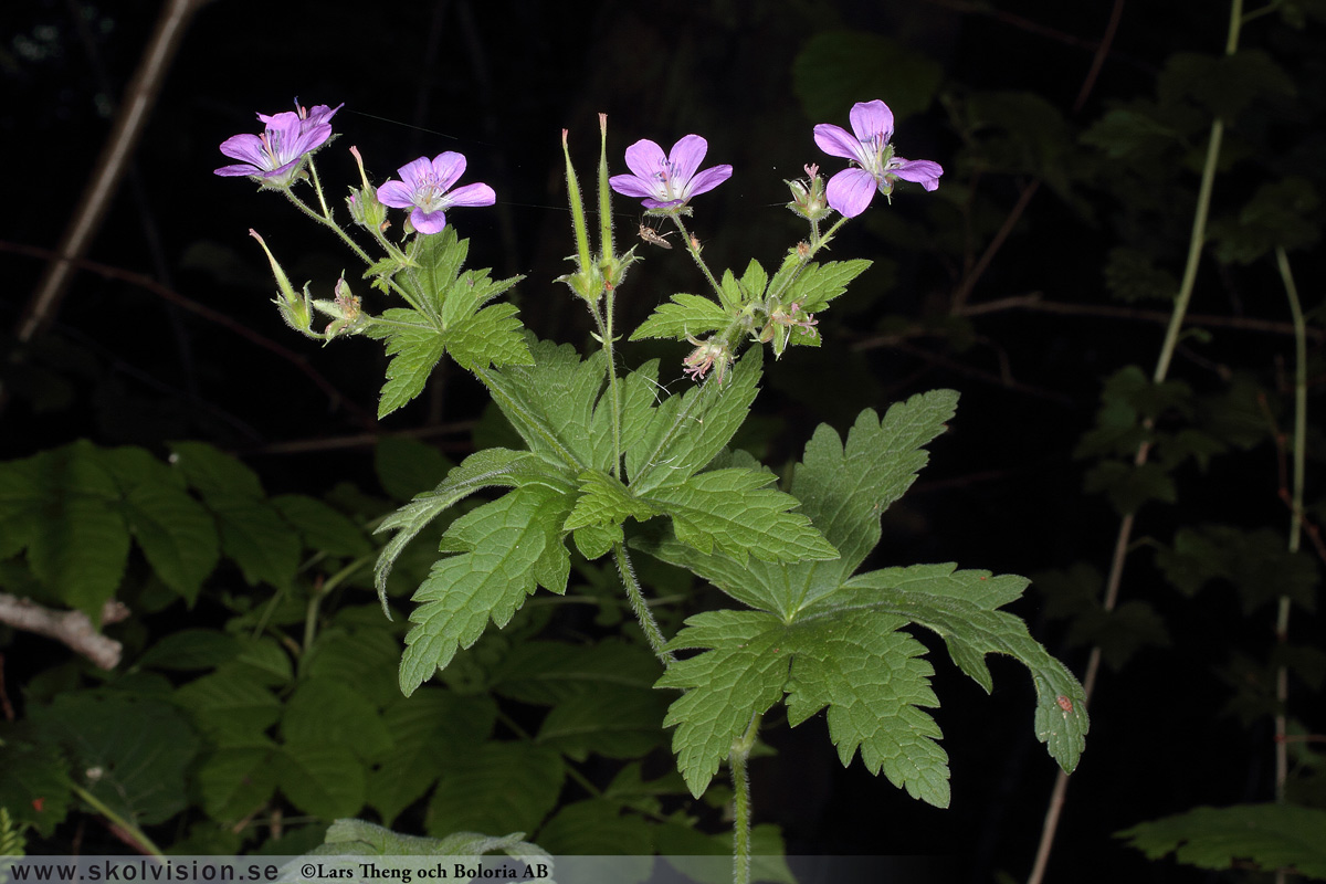 Ängsnäva, Geranium pratense