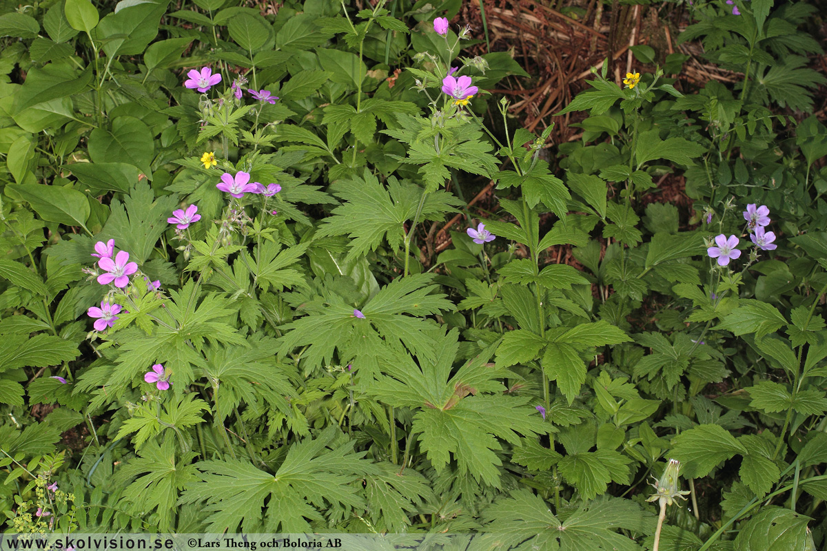 Ängsnäva, Geranium pratense